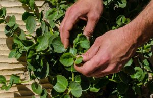 Local Food Production & Farming Experience Tour Syros Island Cyclades
