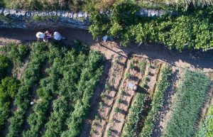 Traditional Farm Breakfast & Cooking Experience Tour Sifnos Island Cyclades